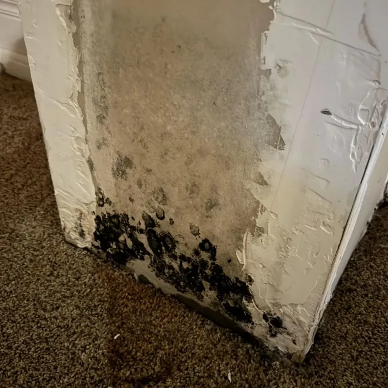 Professional Mold Removal in Hemphill, TX